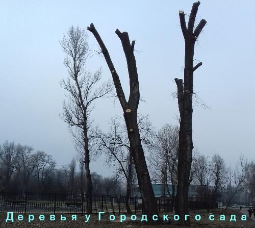 Вырубка деревьев в Кременчуге варварским способом