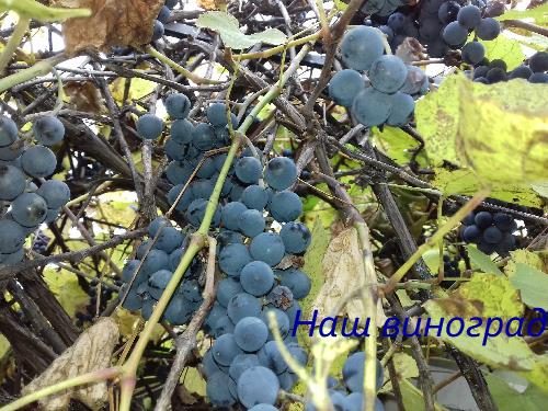 Кременчугский виноград