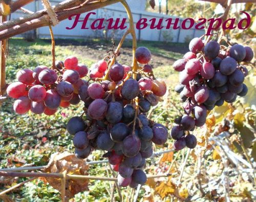 Наш винный виноград 