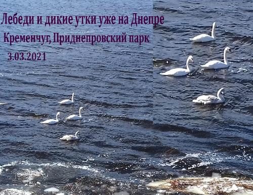Лебеди на Днепре в районе Приднепровского парка