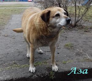 Аза — собака нашего двора