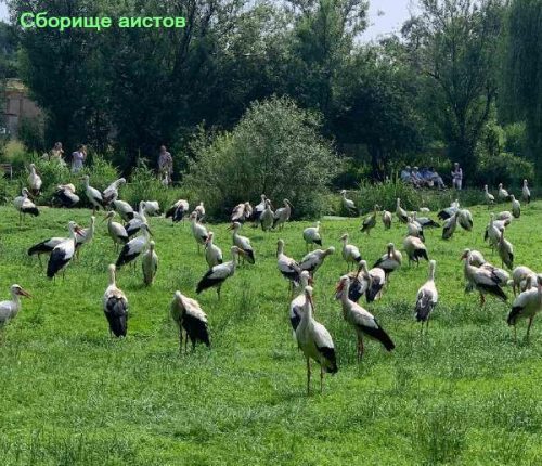 Аисты в Райне