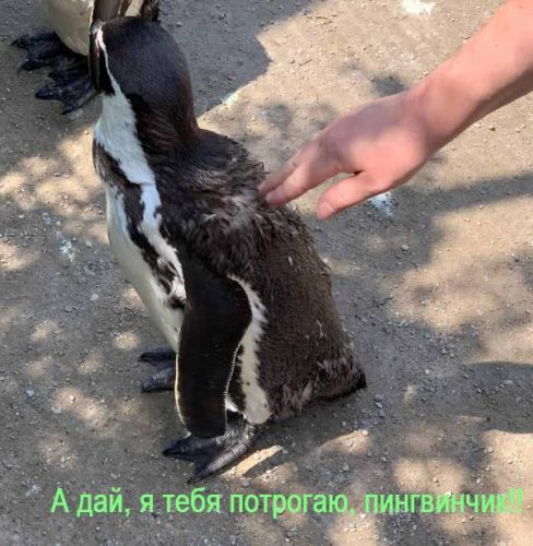 Зоопарк в Райне 2025