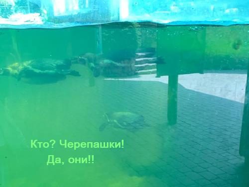 Зоопарк в Райне 2025