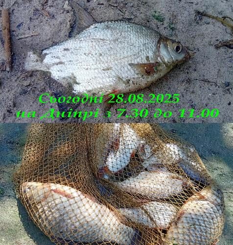 Рыбалка в августе 2025, улов 28 августа