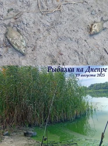 Рыбалка на Днепре