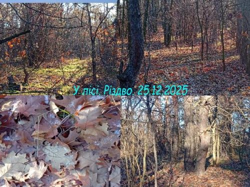 Лес на Рождество 2025