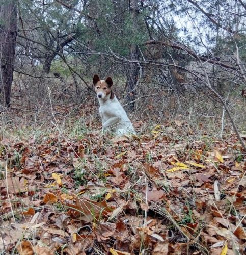 Снеговик 2026