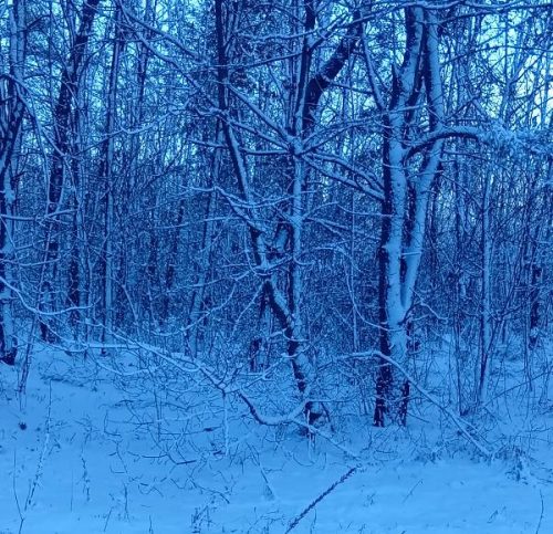 Зимний лес