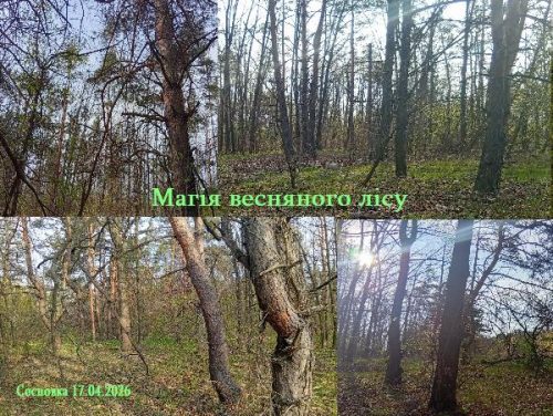 Магия соснового леса весной