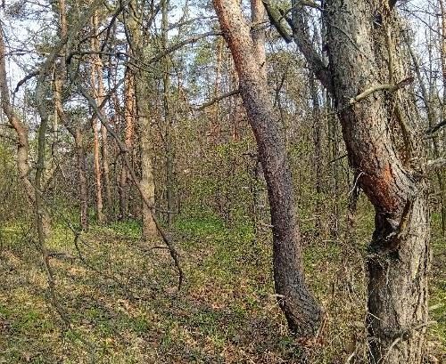 Село Сосновка, весна 2026