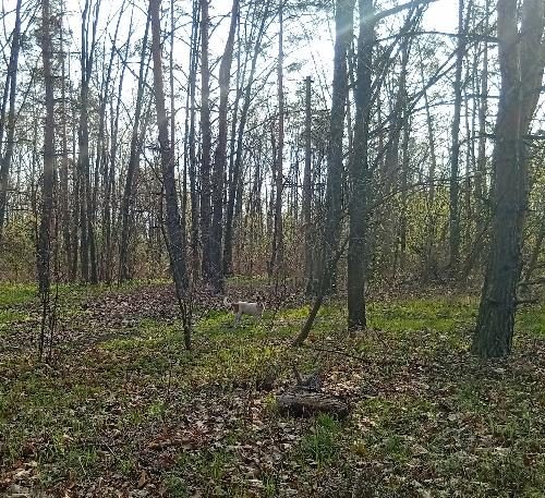 Село Сосновка 2026, опушка