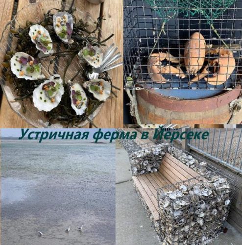  устричная ферма